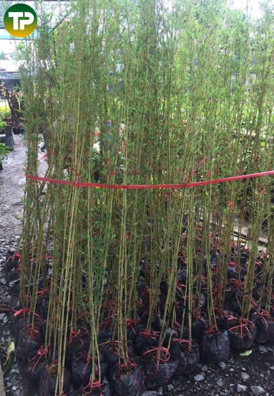  Cây Trúc quân tử 