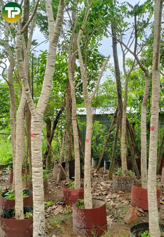 Cây chuông vàng công trình