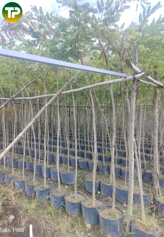 Cây cẩm lai công trình